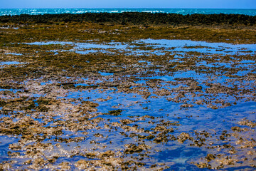 blue sky and flowers