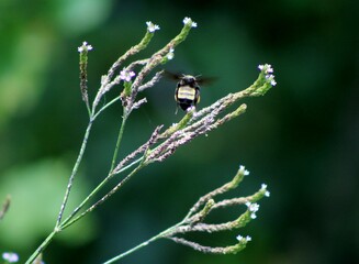 bee on a branch