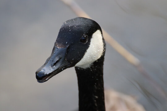 Selective focus of the Canadian goose covered in water droplets in the park