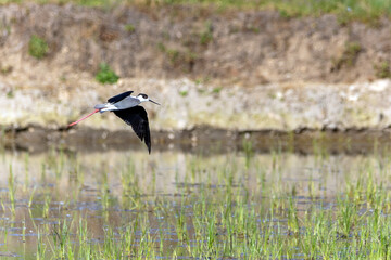 Cavaliere d'Italia in volo nelle risaie Novaresi