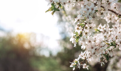 Blooming fruit tree in the garden at sunset background