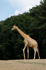 Giraffe in Thoiry zoo park, France