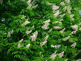 Naklejka na ściany i meble White and pink flowers of a flowering chestnut tree among green foliage