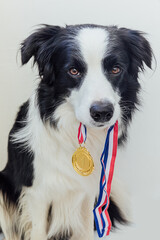 Puppy dog border collie holding winner or champion gold trophy medal in mouth isolated on white background. Winner champion funny dog. Victory first place of competition. Winning or success concept.