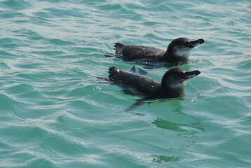 Galapagos