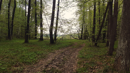 Fototapeta premium path in the woods