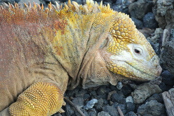 Galapagos