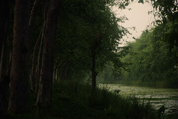 Obraz premium Indian peaceful dark landscape was taken in the evening. low light greenery, landscape, silhouette with a small river. Fantasy, moody, dark forest
