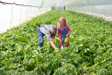 Greenhouse worker and his small daughter taking care of potatoes
