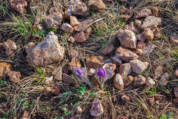 Top view of the first spring flowers in the sun