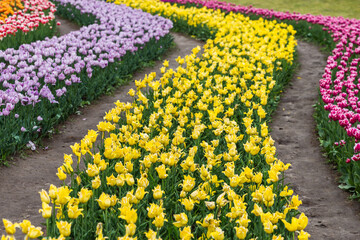 field of yellow tulips
