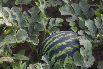 striped watermelon in the garden among the green leaves. Watermelon lies on the ground in nature. Harvest 
