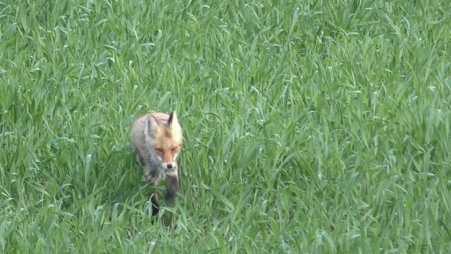 The fox runs across the green field. Red fox runs through the meadow