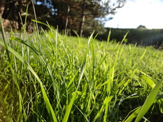 green grass on a day