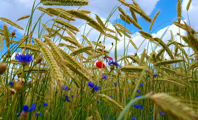 Cornflowers