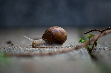 Schnecke2