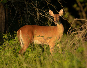 Doe at sunset in the woods 
