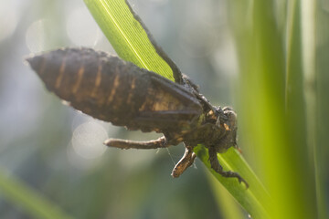 dragonfly larva in macro shot