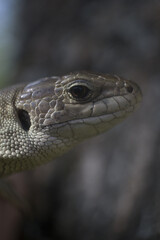 Lacerta agilis. Lizard in macro shot.