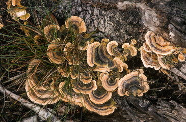 Champignon, Tramète, Trametes gibbosa