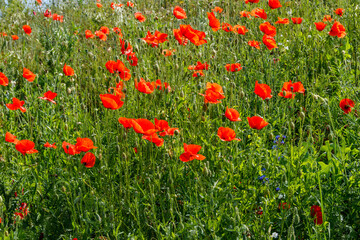 Red poppy flowers on a green meadow
