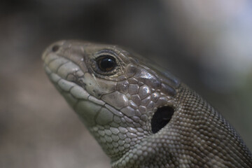 Lacerta agilis. Lizard in macro shot.