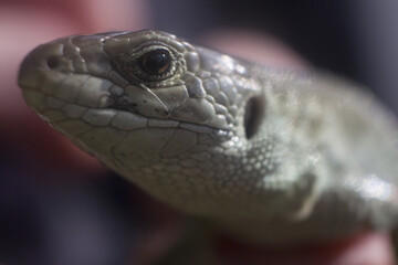 Lacerta agilis. Lizard in macro shot.