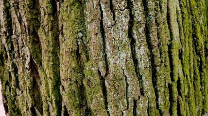 Bark of a 150 year old tree in a forest