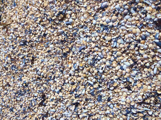 Sheashells