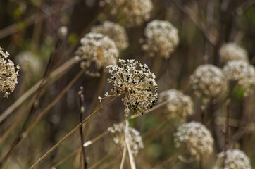 A Withered Flower in the Spring