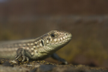 Lacerta agilis. Lizard in macro shot.