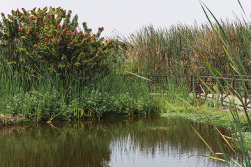 Pond surrounded by vegetation in Pantanos de Villa Chorrillos Lima Peru