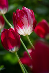 Fototapeta na wymiar A beautiful tulip with an unusual color. Bottom view.