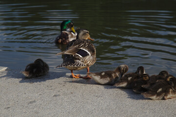 Mallard Duck Family - 434783871
