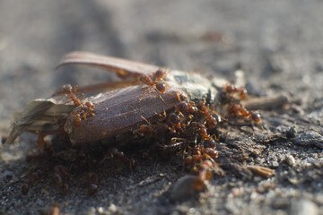 ants in macro photography