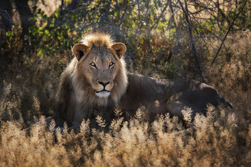 African male lion headshot looking into camera