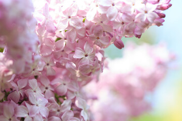 Lilac flowers. Beautiful spring background of flowering lilac. Selective soft focus, shallow depth of field. pink lilac