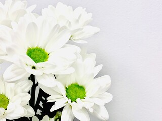 Fototapeta na wymiar Bouquet of white chrysanthemums on a white background. Close-up. Copy space.