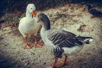 goose on the shore