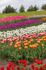 red and white tulips