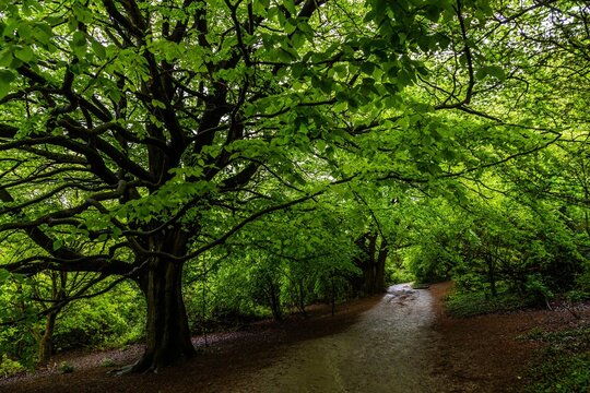 Box hill  near Tad worth in Surrey 