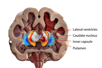 Human brain anatomy, basal ganglia, 3D illustration