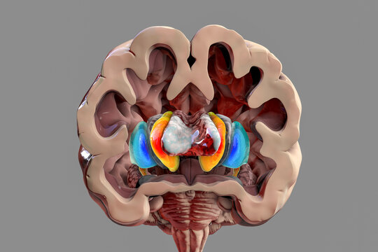 Human brain anatomy, basal ganglia, 3D illustration
