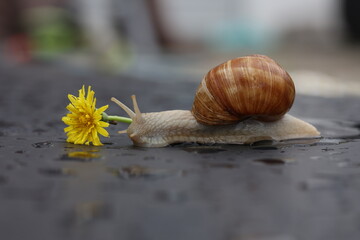 Grape snail slowly crawling on a flat surface