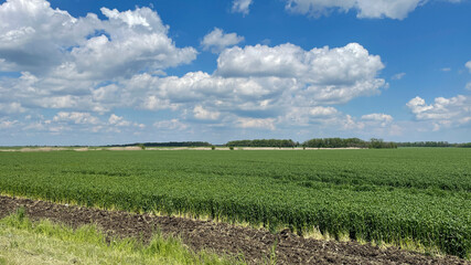 Fototapeta na wymiar Agriculture scene. Wheat field against blue sky with white clouds.