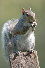 Naklejka na ściany i meble Squirrel On Post Eating Nut