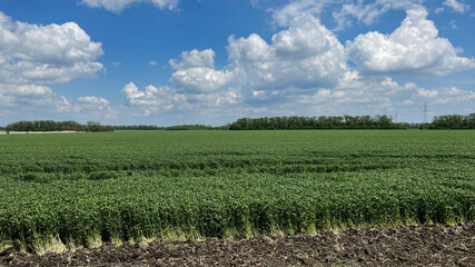 Fototapeta na wymiar Agriculture scene. Panorama of the summer wheat field countryside.