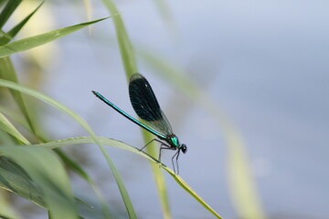 Libelle