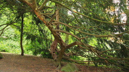 Tree branches in the gloomy shadows