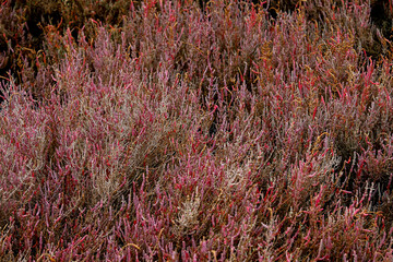Erica heather in Marceddi, Sardinia, Italy